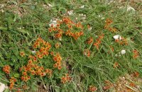 Wangalm saxifrage saxifraga aizoides